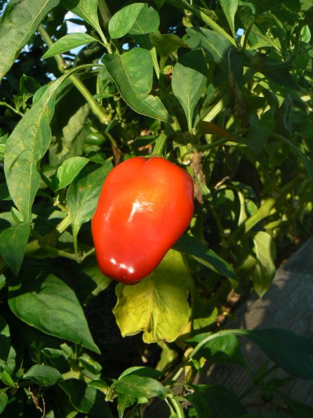 P1330058