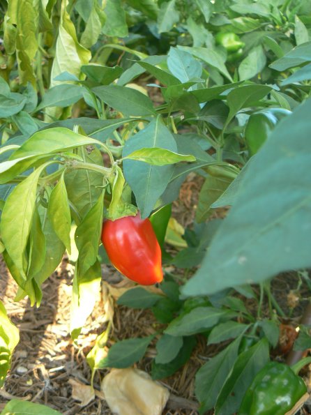 P1330059