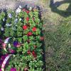 2019-04-27 Plant Sale