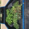 2022 04 13 OHNA Plant Sale