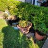 805 Peach Tree (6)