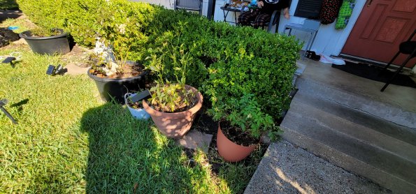 805 Peach Tree (6)