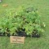 2013-04-27 Plant Sale