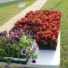 2014 04 26 Plant Sale