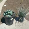 2018 03 22 Neighborhood Gardens