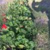 2019-04-27 Plant Sale